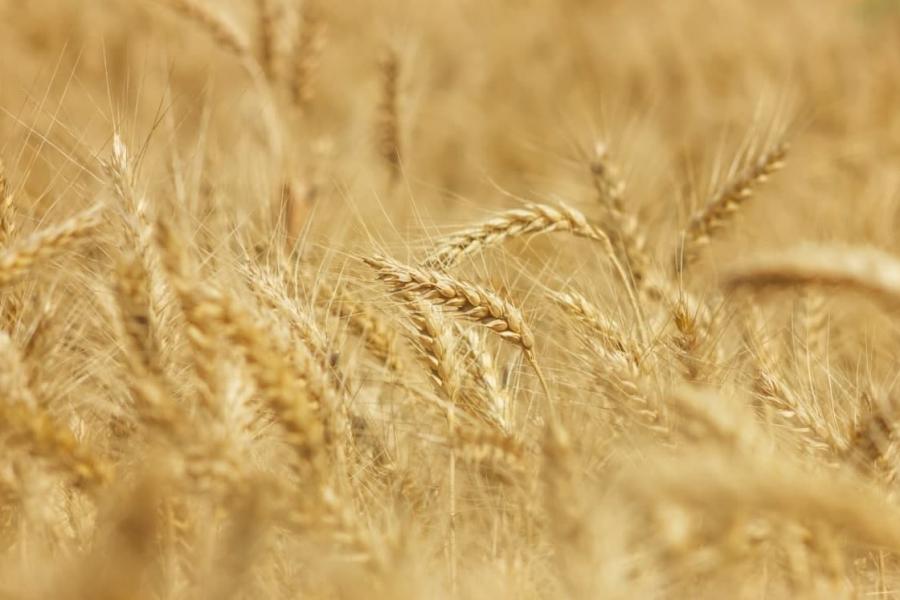 Аграрії Харківщини зібрали понад 1,7 мільйона тонн зерна нового врожаю. Айна Тимчук
