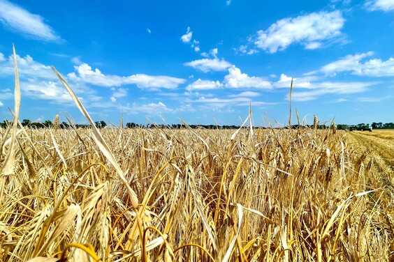 Аграрії Харківщини вже намолотили понад 400 тисяч тонн зерна нового врожаю